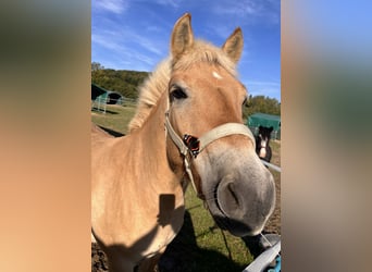 Caballo del fiordo noruego (Fjord), Caballo castrado, 4 años, 140 cm, Bayo