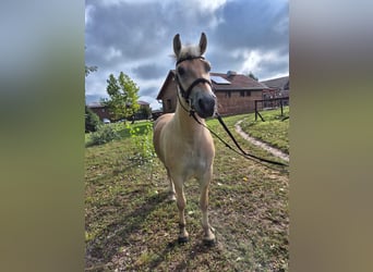 Caballo del fiordo noruego (Fjord), Caballo castrado, 4 años, 145 cm, Castaño claro