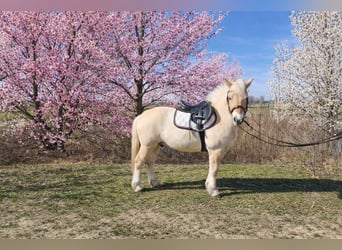 Caballo del fiordo noruego (Fjord), Caballo castrado, 4 años, 145 cm, Castaño claro