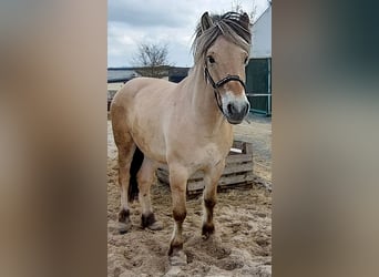 Caballo del fiordo noruego (Fjord), Caballo castrado, 4 años, 147 cm, Bayo