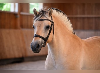Caballo del fiordo noruego (Fjord), Caballo castrado, 4 años, 147 cm