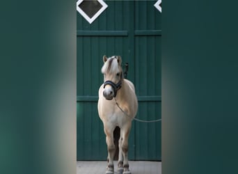 Caballo del fiordo noruego (Fjord), Caballo castrado, 4 años, 150 cm, Bayo