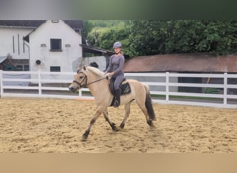 Caballo del fiordo noruego (Fjord), Caballo castrado, 4 años, 151 cm, Bayo