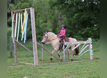 Caballo del fiordo noruego (Fjord), Caballo castrado, 4 años, Bayo