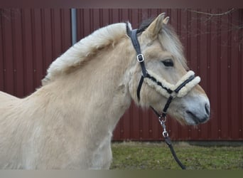 Caballo del fiordo noruego (Fjord), Caballo castrado, 5 años, 143 cm, Bayo