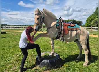 Caballo del fiordo noruego (Fjord), Caballo castrado, 5 años, 148 cm, Bayo