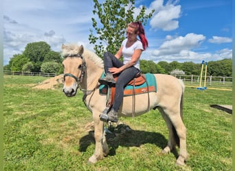 Caballo del fiordo noruego (Fjord), Caballo castrado, 5 años, 148 cm, Bayo