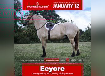 Caballo del fiordo noruego (Fjord) Mestizo, Caballo castrado, 5 años, 160 cm, Bayo