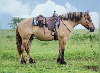 Caballo del fiordo noruego (Fjord) Mestizo, Caballo castrado, 5 años, 160 cm