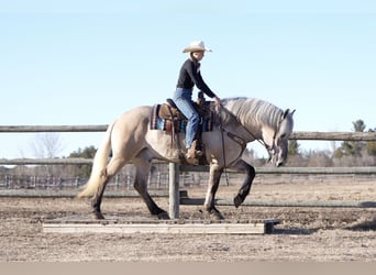 Caballo del fiordo noruego (Fjord) Mestizo, Caballo castrado, 5 años, Dunalino (Cervuno x Palomino)