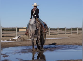 Caballo del fiordo noruego (Fjord) Mestizo, Caballo castrado, 5 años, Dunalino (Cervuno x Palomino)