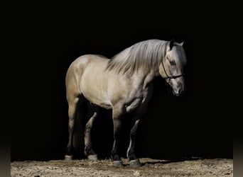 Caballo del fiordo noruego (Fjord) Mestizo, Caballo castrado, 5 años, Dunalino (Cervuno x Palomino)