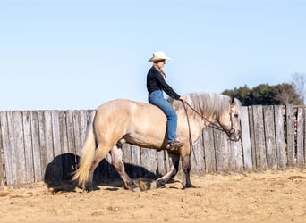 Caballo del fiordo noruego (Fjord) Mestizo, Caballo castrado, 5 años, Dunalino (Cervuno x Palomino)