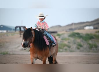Caballo del fiordo noruego (Fjord), Caballo castrado, 6 años, 122 cm, Bayo