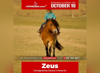 Caballo del fiordo noruego (Fjord), Caballo castrado, 6 años, 122 cm, Bayo