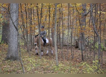 Caballo del fiordo noruego (Fjord), Caballo castrado, 6 años, 145 cm, Palomino