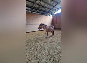 Caballo del fiordo noruego (Fjord), Caballo castrado, 7 años, 138 cm