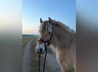 Caballo del fiordo noruego (Fjord), Caballo castrado, 7 años, 140 cm