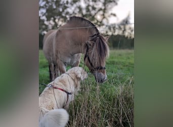 Caballo del fiordo noruego (Fjord), Caballo castrado, 7 años, 144 cm, Palomino
