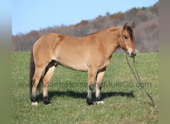 Caballo del fiordo noruego (Fjord), Caballo castrado, 7 años, 155 cm, Buckskin/Bayo