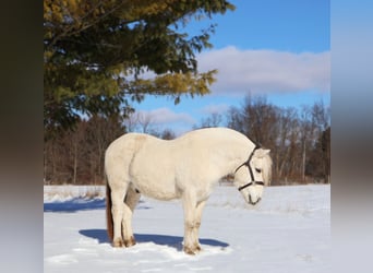 Caballo del fiordo noruego (Fjord), Caballo castrado, 8 años, 145 cm
