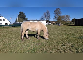 Caballo del fiordo noruego (Fjord), Caballo castrado, 8 años, 146 cm, Bayo