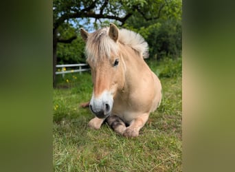 Caballo del fiordo noruego (Fjord), Caballo castrado, 8 años, 148 cm, Bayo