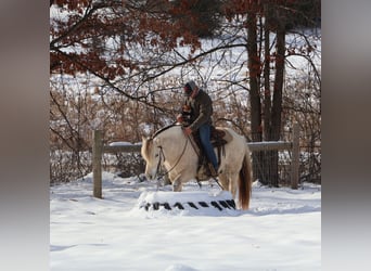 Caballo del fiordo noruego (Fjord), Caballo castrado, 9 años, Bayo
