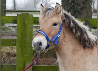 Caballo del fiordo noruego (Fjord), Semental, 1 año, 124 cm