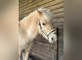Caballo del fiordo noruego (Fjord), Semental, 1 año, 131 cm, Bayo