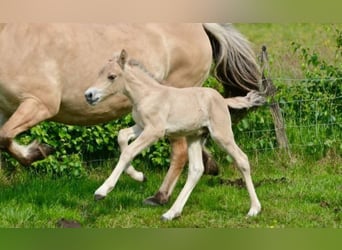 Caballo del fiordo noruego (Fjord), Semental, 1 año, Bayo