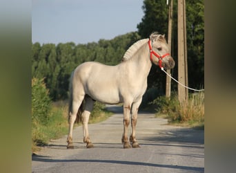 Caballo del fiordo noruego (Fjord), Semental, 1 año, Grullo