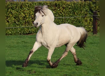 Caballo del fiordo noruego (Fjord), Semental, 3 años, 143 cm, White/Blanco
