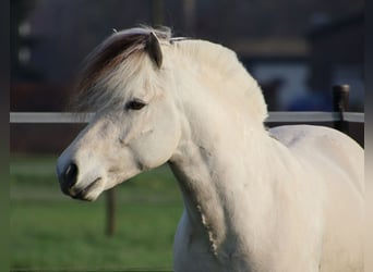 Caballo del fiordo noruego (Fjord), Semental, 3 años, 143 cm, White/Blanco