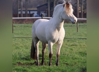 Caballo del fiordo noruego (Fjord), Semental, 3 años, 143 cm, White/Blanco