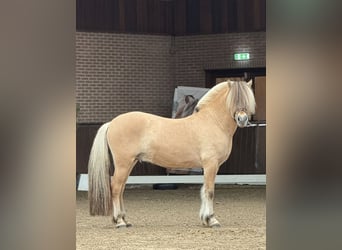 Caballo del fiordo noruego (Fjord), Semental, 4 años, 146 cm