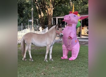 Caballo del fiordo noruego (Fjord), Semental, 4 años, 152 cm, Castaño