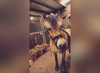 Caballo del fiordo noruego (Fjord), Semental, 6 años, 145 cm
