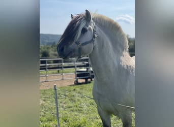 Caballo del fiordo noruego (Fjord), Semental, 7 años, 146 cm, Bayo