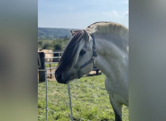 Caballo del fiordo noruego (Fjord), Semental, 7 años, 146 cm, Bayo