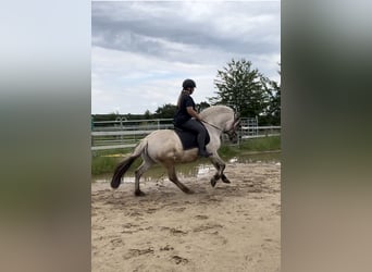 Caballo del fiordo noruego (Fjord), Semental, 7 años, 146 cm, Bayo