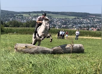 Caballo del fiordo noruego (Fjord), Semental, 7 años, 146 cm, Bayo