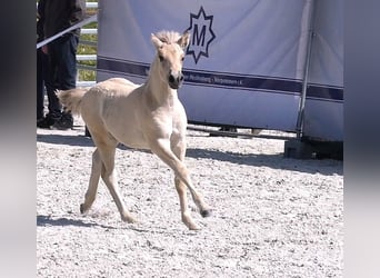 Caballo del fiordo noruego (Fjord), Semental, Potro (05/2026), 147 cm, Bayo