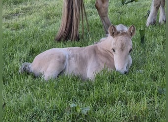 Caballo del fiordo noruego (Fjord), Semental, Potro (05/2025), 147 cm