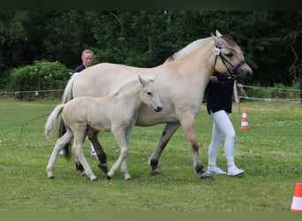 Caballo del fiordo noruego (Fjord), Semental, , 153 cm, Bayo