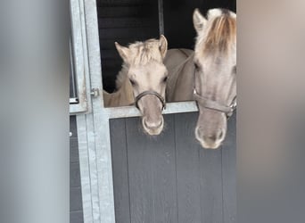 Caballo del fiordo noruego (Fjord), Semental, Potro (05/2025)