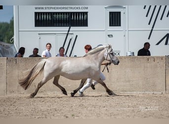 Caballo del fiordo noruego (Fjord), Yegua, 11 años, 140 cm, Grullo