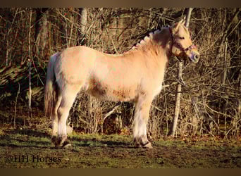 Caballo del fiordo noruego (Fjord), Yegua, 12 años, 147 cm