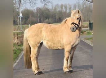 Caballo del fiordo noruego (Fjord), Yegua, 12 años, 151 cm