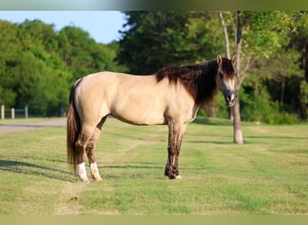 Caballo del fiordo noruego (Fjord) Mestizo, Yegua, 15 años, 142 cm, Bayo
